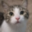 Erzhan_Halitov92 comment